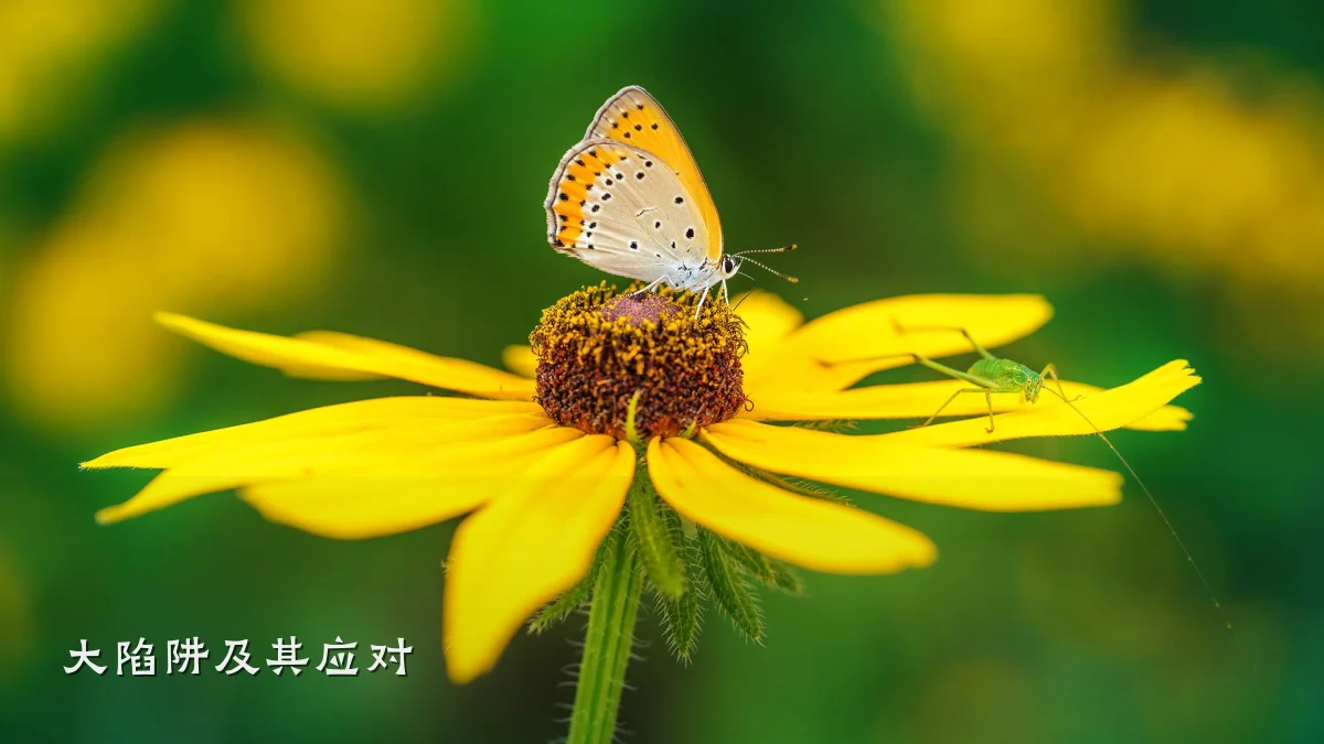 大陷阱及其应对