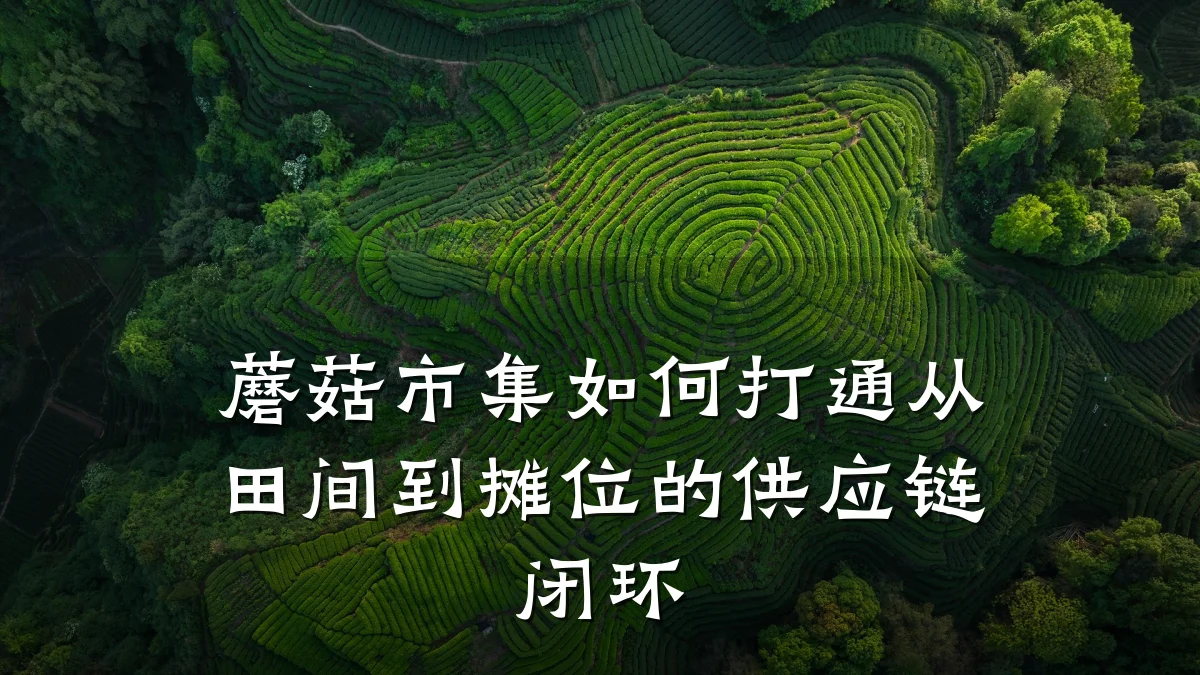 蘑菇市集如何打通从田间到摊位的供应链闭环